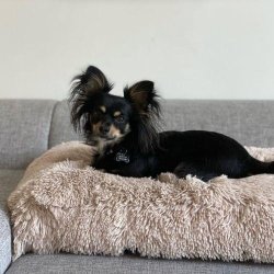 Fluffy Hundepude i plys